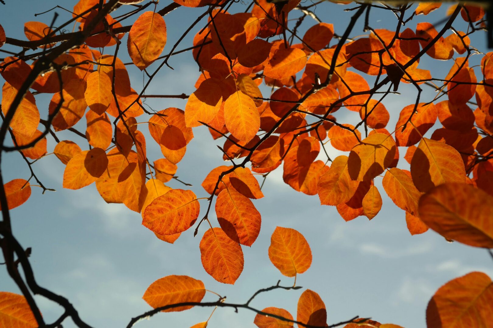 thumbnail Colori d’autunno