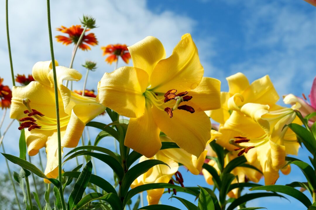 thumbnail Pro Loco Spring