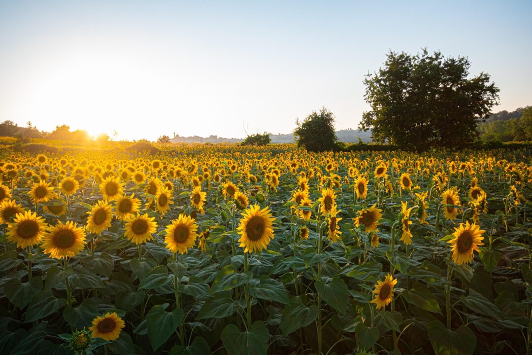 thumbnail Colori, profumi e natura: Franciacorta in Fiore – 27ª edizione
