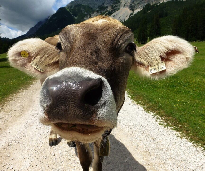 thumbnail Crazy Cow Fest