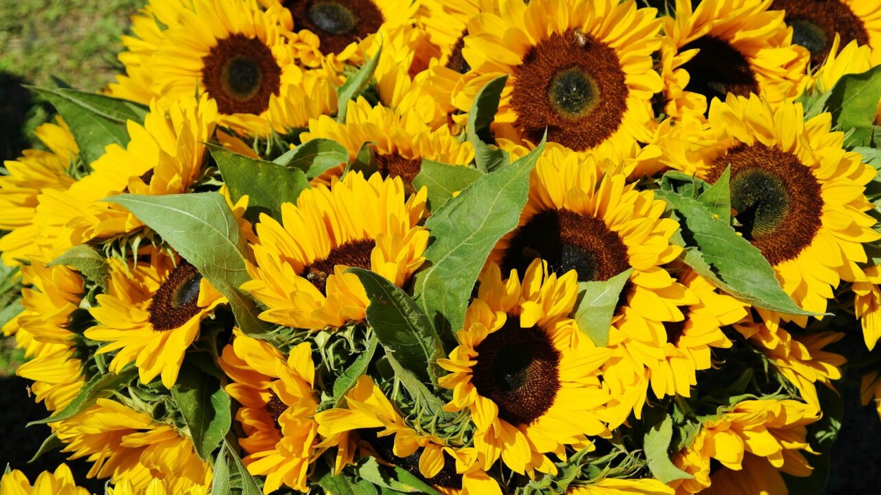 thumbnail 22ª Festa dei Girasoli