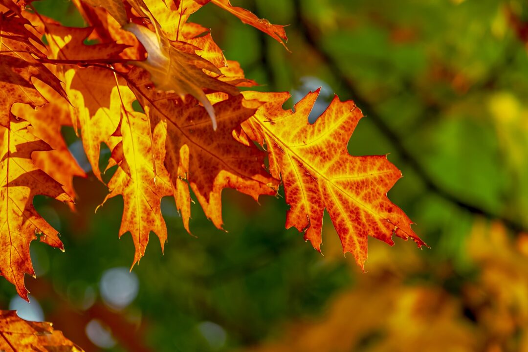 thumbnail Autunno Gussaghese – 56ª Edizione