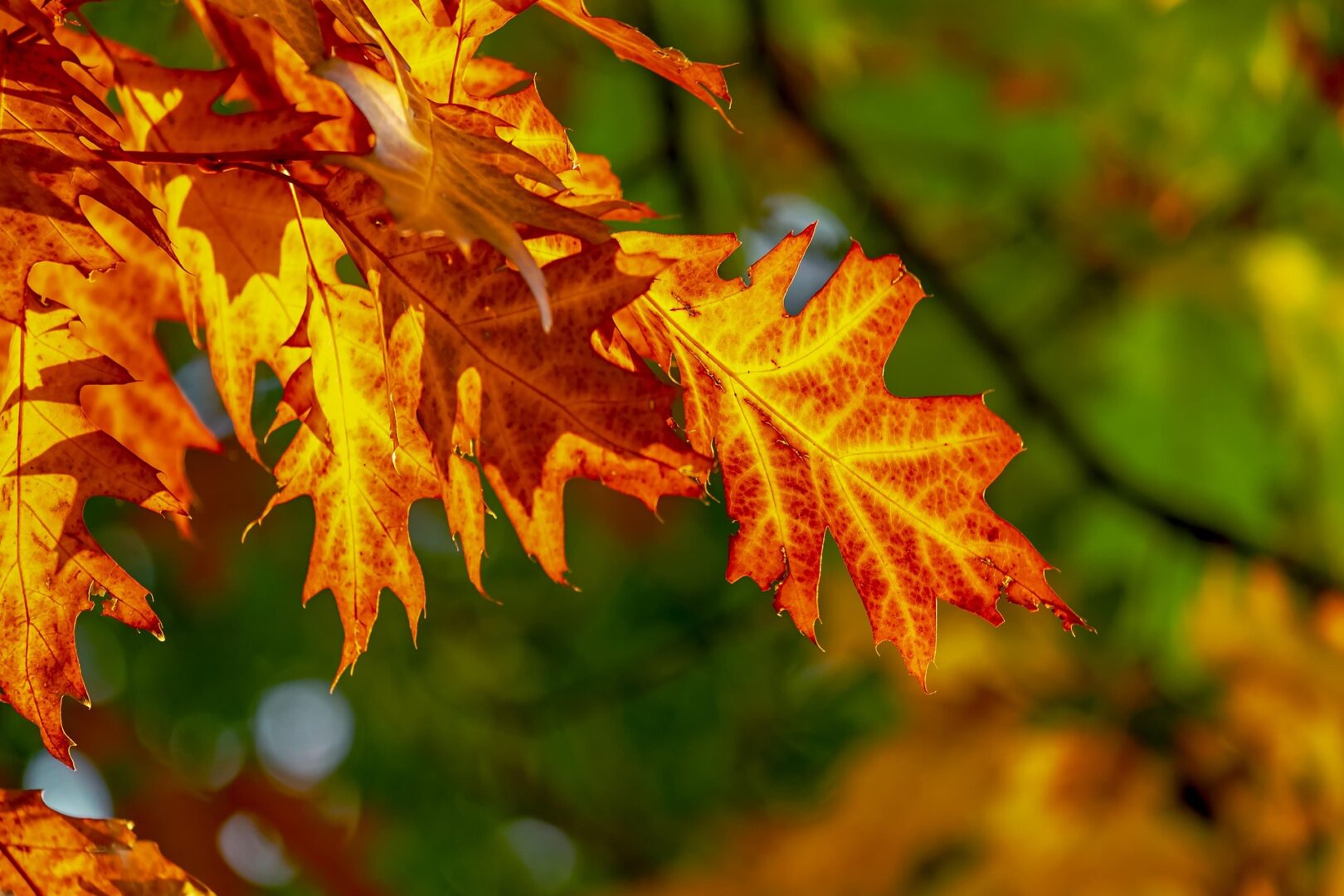 thumbnail Autunno Gussaghese – 56ª Edizione
